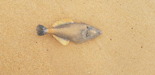 Yellow-striped leatherjacket (Meuschenia flavolineata) — Monacanthidae — 2