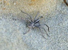 Geolycosa pikei