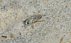 Laphystia litoralis
