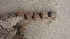Isis hippuris