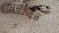 Isis hippuris