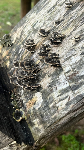 Trametes versicolor