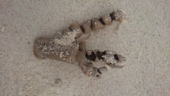Isis hippuris