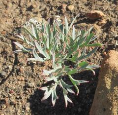 Pelargonium pillansii