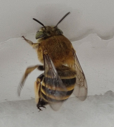 Amegilla garrula