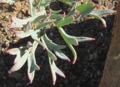 Pelargonium pillansii