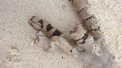 Isis hippuris