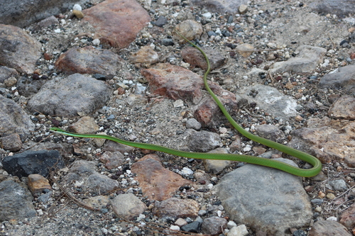 Subespecies Leptophis diplotropis diplotropis · NaturaLista Mexico