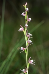 Prasophyllum brevilabre
