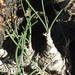 Albuca caudata - Photo (c) Marion Maclean, some rights reserved (CC BY-NC), uploaded by Marion Maclean