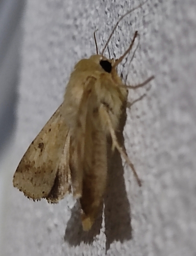 Cotton Bollworm Moth