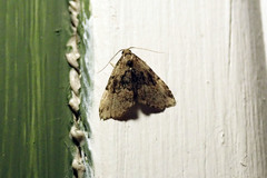 Dyspyralis illocata