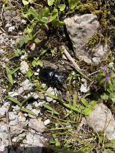 Neolucanus nitidus