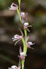 Prasophyllum brevilabre