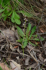 Prasophyllum brevilabre