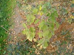 Acer negundo