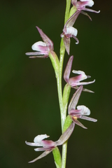 Prasophyllum brevilabre