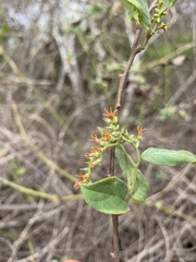 Myriopus psilostachya