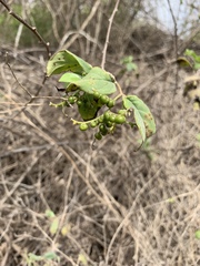 Myriopus psilostachya