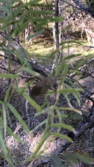 Acanthocephala declivis