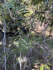 Acanthocephala declivis