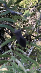 Acanthocephala declivis