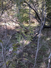 Acanthocephala declivis