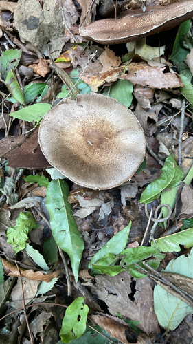 Agaricus