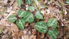 Trillium reliquum