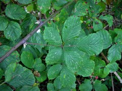 Rubus boudiccae