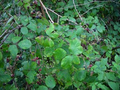 Rubus boudiccae