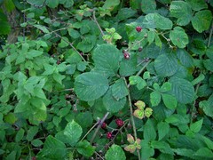 Rubus boudiccae
