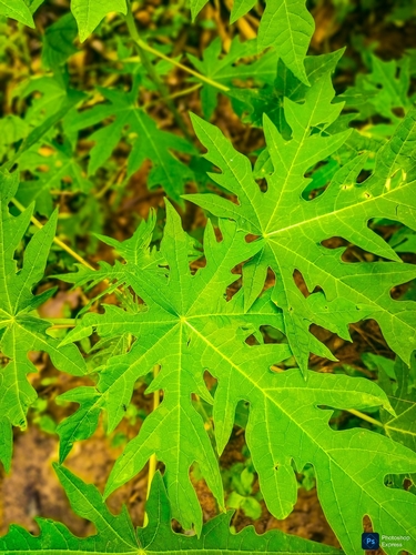 Papaya