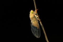 Carineta rufescens
