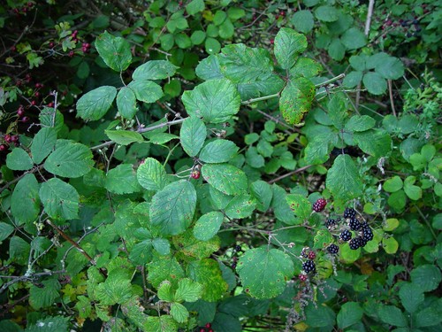 Boudicca's Bramble (Rubus boudiccae)