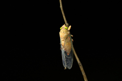 Carineta rufescens
