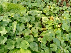 Viola odorata