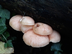Rhodotus palmatus
