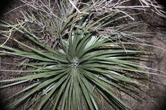 Puya herzogii