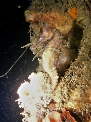 Hippocampus subelongatus