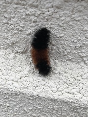 Pyrrharctia isabella