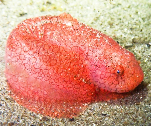 Slimy snailfish (Liparis mucosus) — Liparidae