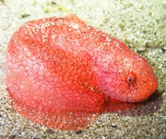 Liparis mucosus