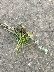 Tillandsia recurvata image