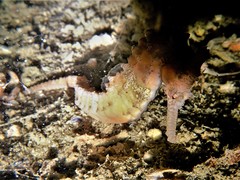 Hippocampus subelongatus