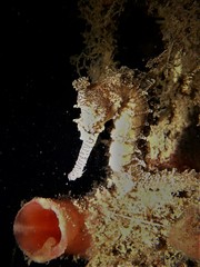 Hippocampus subelongatus