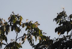 Coereba flaveola mexicana