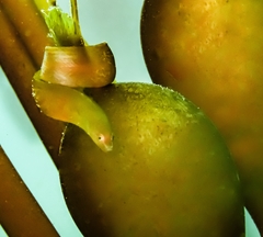 Kelp Gunnel photo 2