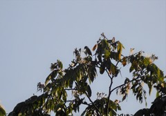 Coereba flaveola mexicana