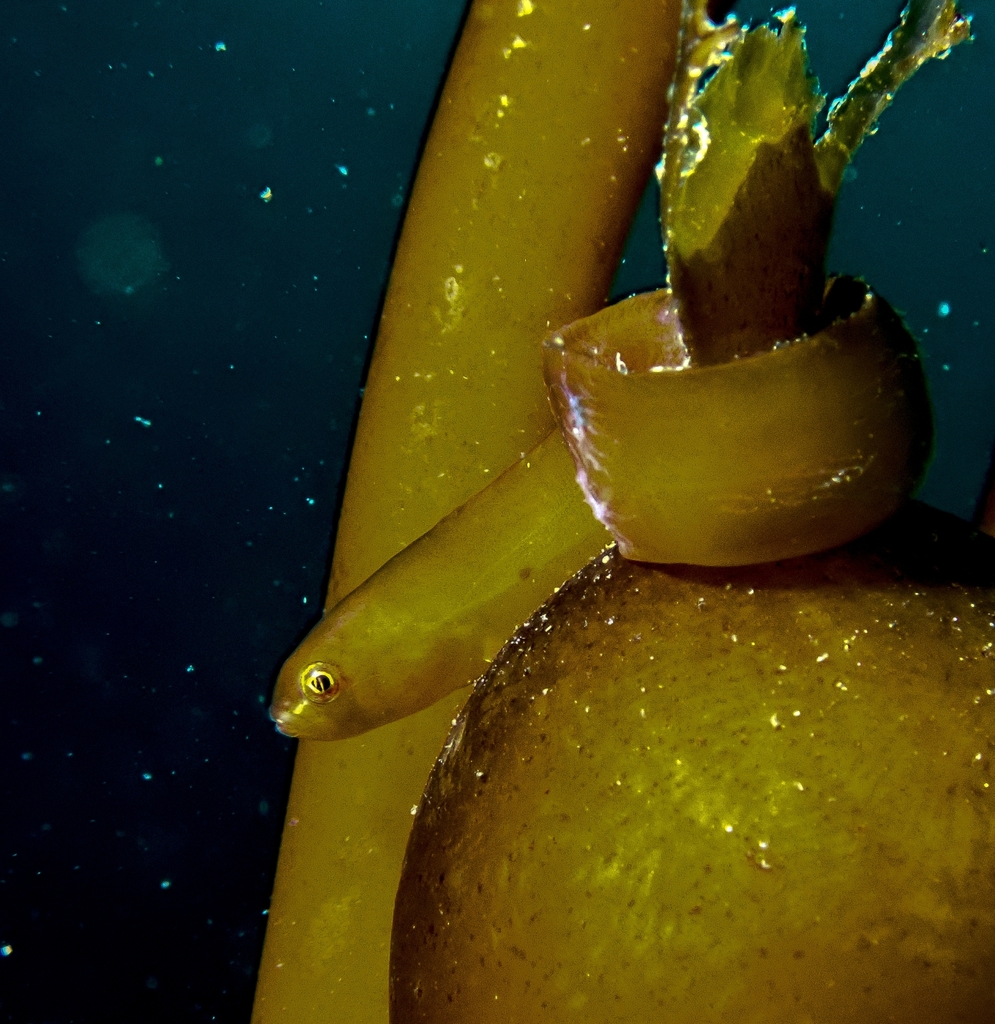 Kelp Gunnel